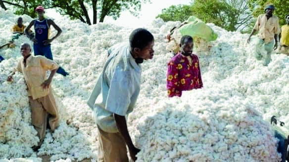 PRODUCTION COTONNIÈRE